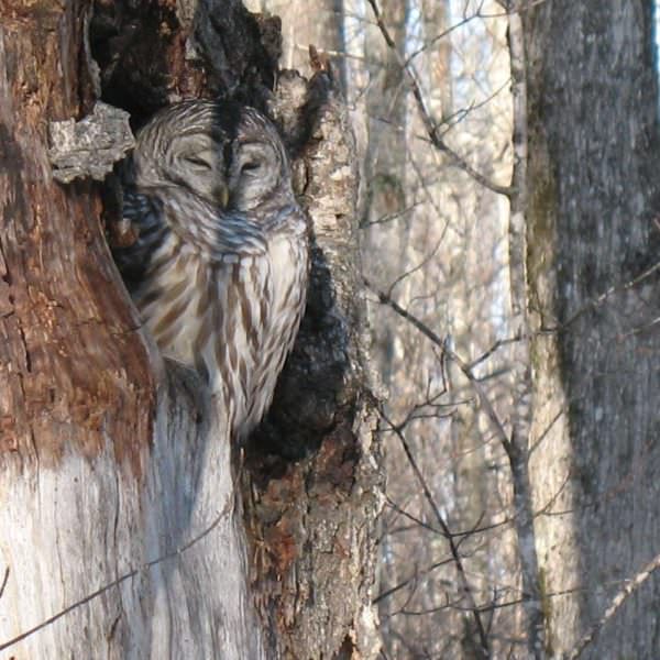 sleepy-owl-in-snag-leave-tree.jpg